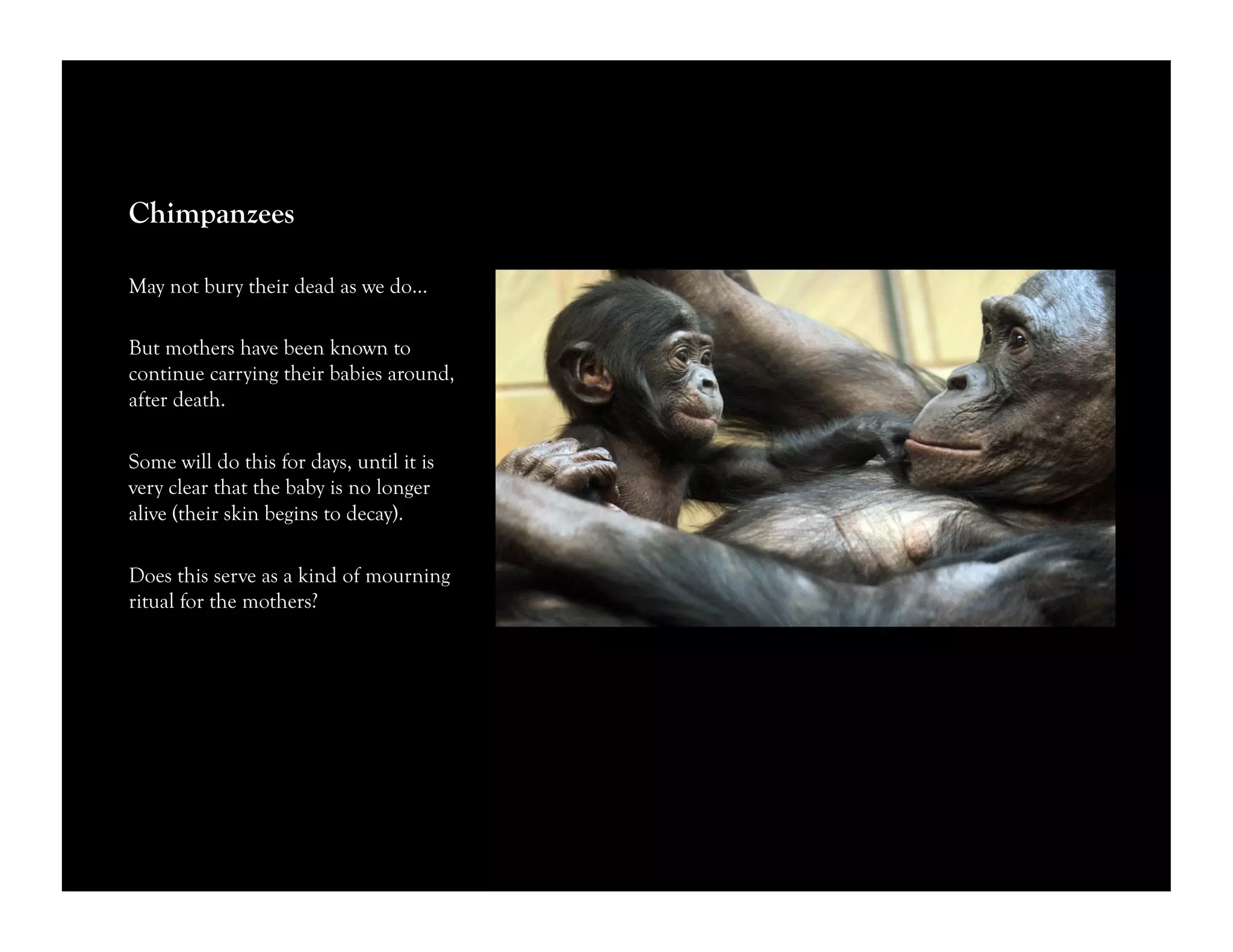 Chimpanzees
May not bury their dead as we do…
But mothers have been known to
continue carrying their babies around,
after death.
Some will do this for days, until it is
very clear that the baby is no longer
alive (their skin begins to decay).
Does this serve as a kind of mourning
ritual for the mothers?
 