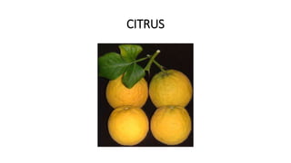 Citrus | PPTX