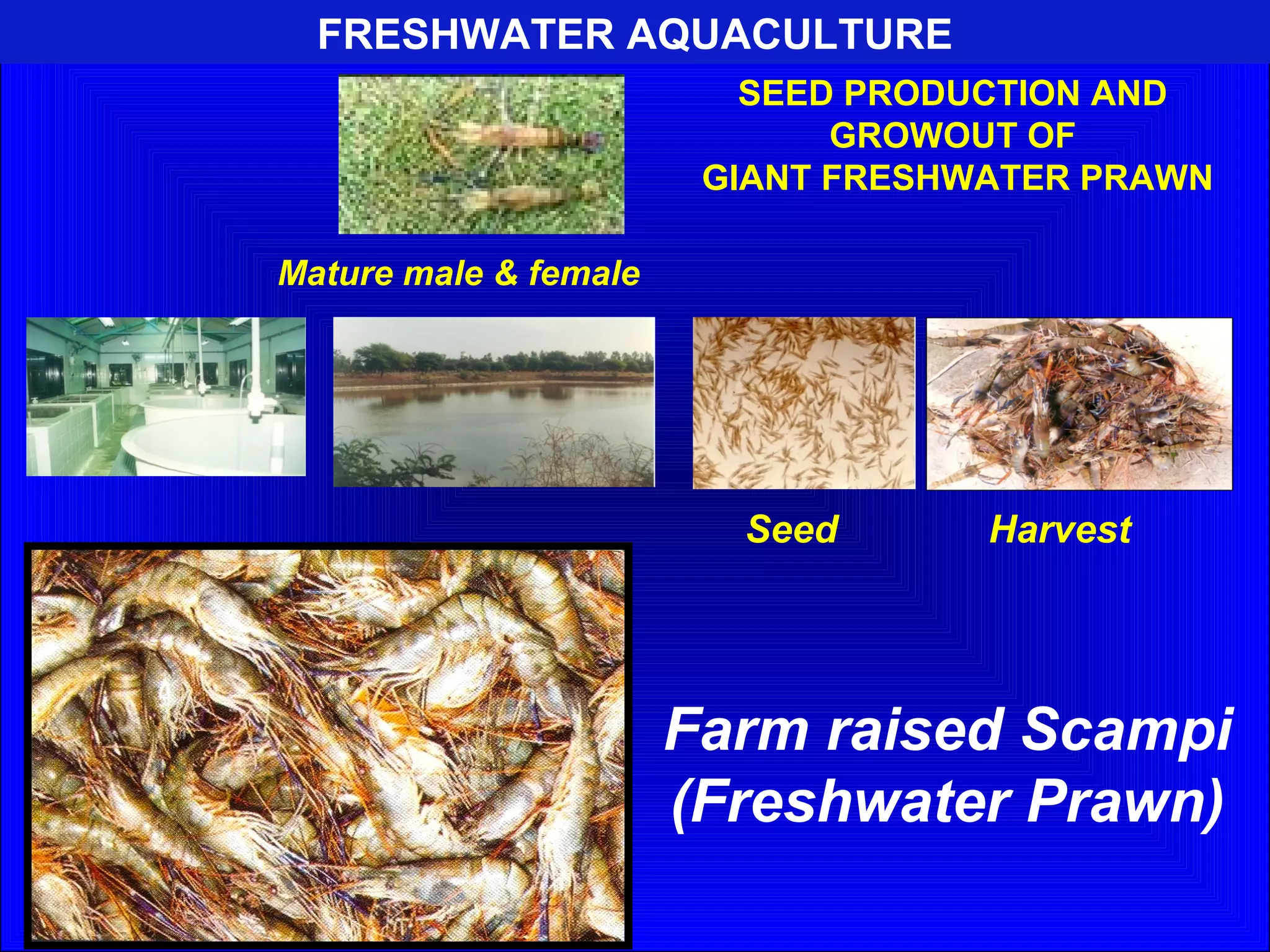 FRESHWATER AQUACULTURE
SEED PRODUCTION AND
GROWOUT OF
GIANT FRESHWATER PRAWN
Mature male & female
Seed Harvest
Hatchery Growout pond
Farm raised Scampi
(Freshwater Prawn)
 