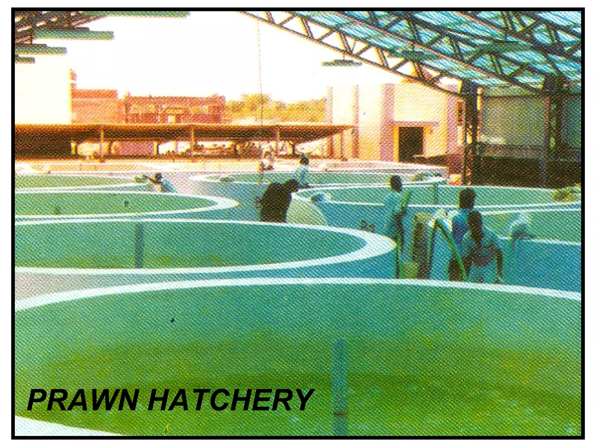 PRAWN HATCHERY
 