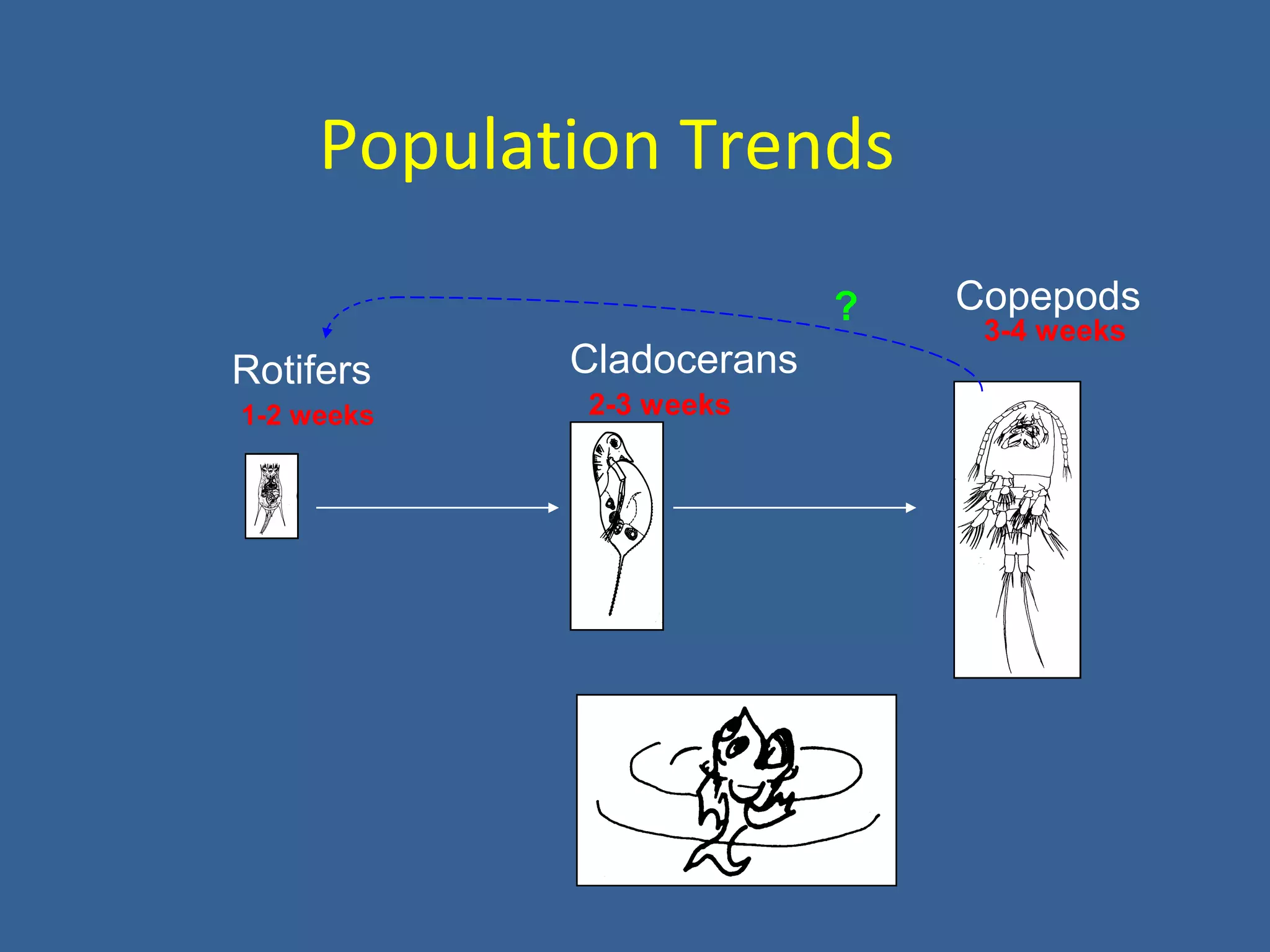 Population Trends
Rotifers Cladocerans
Copepods?
1-2 weeks 2-3 weeks
3-4 weeks
 