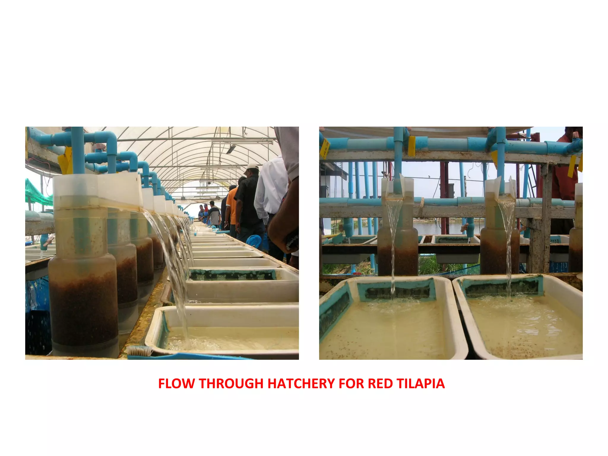 FLOW THROUGH HATCHERY FOR RED TILAPIA
 