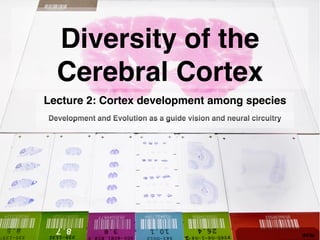 Development and Evolution as a guide vision and neural circuitry
Diversity of the
Cerebral Cortex
Lecture 2: Cortex development among species
 