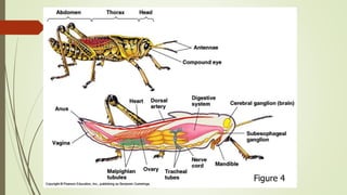 Classification of Insect | PPTX