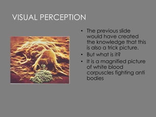 • The previous slide
would have created
the knowledge that this
is also a trick picture.
• But what is it?
• It is a magnified picture
of white blood
corpuscles fighting anti
bodies
VISUAL PERCEPTION
 