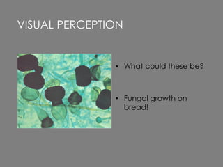 • What could these be?
• Fungal growth on
bread!
VISUAL PERCEPTION
 