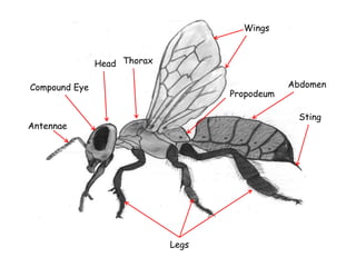 Head Thorax
Abdomen
Wings
Legs
Compound Eye
Antennae
Sting
Propodeum
 