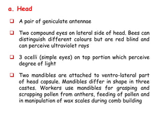 a. Head
 A pair of geniculate antennae
 Two compound eyes on lateral side of head. Bees can
distinguish different colours but are red blind and
can perceive ultraviolet rays
 3 ocelli (simple eyes) on top portion which perceive
degree of light
 Two mandibles are attached to ventro-lateral part
of head capsule. Mandibles differ in shape in three
castes. Workers use mandibles for grasping and
scrapping pollen from anthers, feeding of pollen and
in manipulation of wax scales during comb building
 
