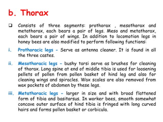 b. Thorax
 Consists of three segments: prothorax , mesothorax and
metathorax, each bears a pair of legs. Meso and metathorax,
each bears a pair of wings. In addition to locomotion legs in
honey bees are also modified to perform following functions:
i. Prothoracic legs - Serve as antenna cleaner. It is found in all
the three castes.
ii. Mesothoracic legs - bushy tarsi serve as brushes for cleaning
of thorax. Long spine at end of middle tibia is used for loosening
pellets of pollen from pollen basket of hind leg and also for
cleaning wings and spiracles. Wax scales are also removed from
wax pockets of abdomen by these legs.
iii. Metathoracic legs - larger in size and with broad flattened
form of tibia and basitarsus. In worker bees, smooth somewhat
concave outer surface of hind tibia is fringed with long curved
hairs and forms pollen basket or corbicula.
 