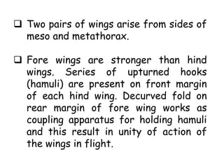  Two pairs of wings arise from sides of
meso and metathorax.
 Fore wings are stronger than hind
wings. Series of upturned hooks
(hamuli) are present on front margin
of each hind wing. Decurved fold on
rear margin of fore wing works as
coupling apparatus for holding hamuli
and this result in unity of action of
the wings in flight.
 