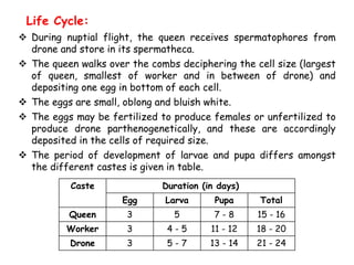Life Cycle:
 During nuptial flight, the queen receives spermatophores from
drone and store in its spermatheca.
 The queen walks over the combs deciphering the cell size (largest
of queen, smallest of worker and in between of drone) and
depositing one egg in bottom of each cell.
 The eggs are small, oblong and bluish white.
 The eggs may be fertilized to produce females or unfertilized to
produce drone parthenogenetically, and these are accordingly
deposited in the cells of required size.
 The period of development of larvae and pupa differs amongst
the different castes is given in table.
Caste Duration (in days)
Egg Larva Pupa Total
Queen 3 5 7 - 8 15 - 16
Worker 3 4 - 5 11 - 12 18 - 20
Drone 3 5 - 7 13 - 14 21 - 24
 