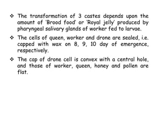  The transformation of 3 castes depends upon the
amount of ‘Brood food’ or ‘Royal jelly’ produced by
pharyngeal salivary glands of worker fed to larvae.
 The cells of queen, worker and drone are sealed, i.e.
capped with wax on 8, 9, 10 day of emergence,
respectively.
 The cap of drone cell is convex with a central hole,
and those of worker, queen, honey and pollen are
flat.
 