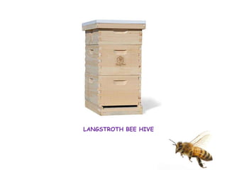 LANGSTROTH BEE HIVE
 
