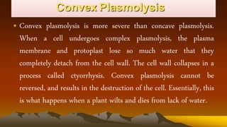 Convex Plasmolysis
• Convex plasmolysis is more severe than concave plasmolysis.
When a cell undergoes complex plasmolysis, the plasma
membrane and protoplast lose so much water that they
completely detach from the cell wall. The cell wall collapses in a
process called ctyorrhysis. Convex plasmolysis cannot be
reversed, and results in the destruction of the cell. Essentially, this
is what happens when a plant wilts and dies from lack of water.
 