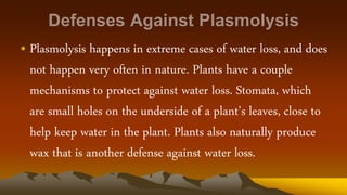 • Plasmolysis happens in extreme cases of water loss, and does
not happen very often in nature. Plants have a couple
mechanisms to protect against water loss. Stomata, which
are small holes on the underside of a plant’s leaves, close to
help keep water in the plant. Plants also naturally produce
wax that is another defense against water loss.
 