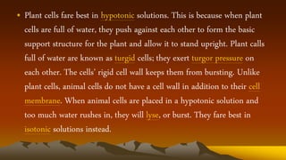 • Plant cells fare best in hypotonic solutions. This is because when plant
cells are full of water, they push against each other to form the basic
support structure for the plant and allow it to stand upright. Plant calls
full of water are known as turgid cells; they exert turgor pressure on
each other. The cells’ rigid cell wall keeps them from bursting. Unlike
plant cells, animal cells do not have a cell wall in addition to their cell
membrane. When animal cells are placed in a hypotonic solution and
too much water rushes in, they will lyse, or burst. They fare best in
isotonic solutions instead.
 