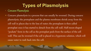 Types of Plasmolysis
• Concave Plasmolysis
• Concave plasmolysis is a process that can usually be reversed. During concave
plasmolysis, the protoplasm and the plasma membrane shrink away from the
cell wall in places due to the loss of water; the protoplasm is then called
protoplast once it has started to detach from the cell wall. Half-moon-shaped
“pockets” form in the cell as the protoplast peels from the surface of the cell
wall. This can be reversed if the cell is placed in a hypotonic solution, which will
cause water to rush back into the cell.
 