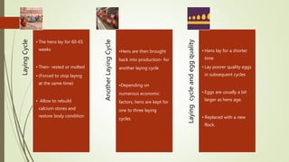 Laying
Cycle
• The hens lay for 60-65
weeks
• Then- rested or molted
• (Forced to stop laying
at the same time)
• Allow to rebuild
calcium stores and
restore body condition
Another
Laying
Cycle
•Hens are then brought
back into production- for
another laying cycle
•Depending on
numerous economic
factors, hens are kept for
one to three laying
cycles
Laying
cycle
and
egg
quality
• Hens lay for a shorter
time
• Lay poorer quality eggs
in subsequent cycles
• Eggs are usually a bit
larger as hens age.
• Replaced with a new
flock.
 