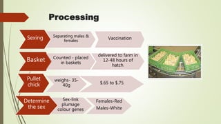 Processing
Sexing Separating males &
females
Vaccination
Basket Counted - placed
in baskets
delivered to farm in
12-48 hours of
hatch.
Pullet
chick
weighs- 35-
40g
$.65 to $.75
Sex-link
plumage
colour genes
Females-Red
Males-White
Determine
the sex
 
