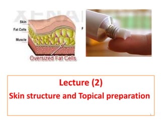 Lecture (2)
Skin structure and Topical preparation
1
 