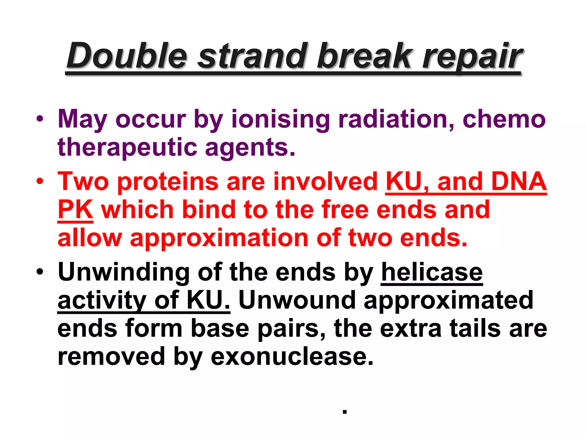 Double strand break repair
• May occur by ionising radiation, chemo
therapeutic agents.
• Two proteins are involved KU, and DNA
PK which bind to the free ends and
allow approximation of two ends.
• Unwinding of the ends by helicase
activity of KU. Unwound approximated
ends form base pairs, the extra tails are
removed by exonuclease.
.
 