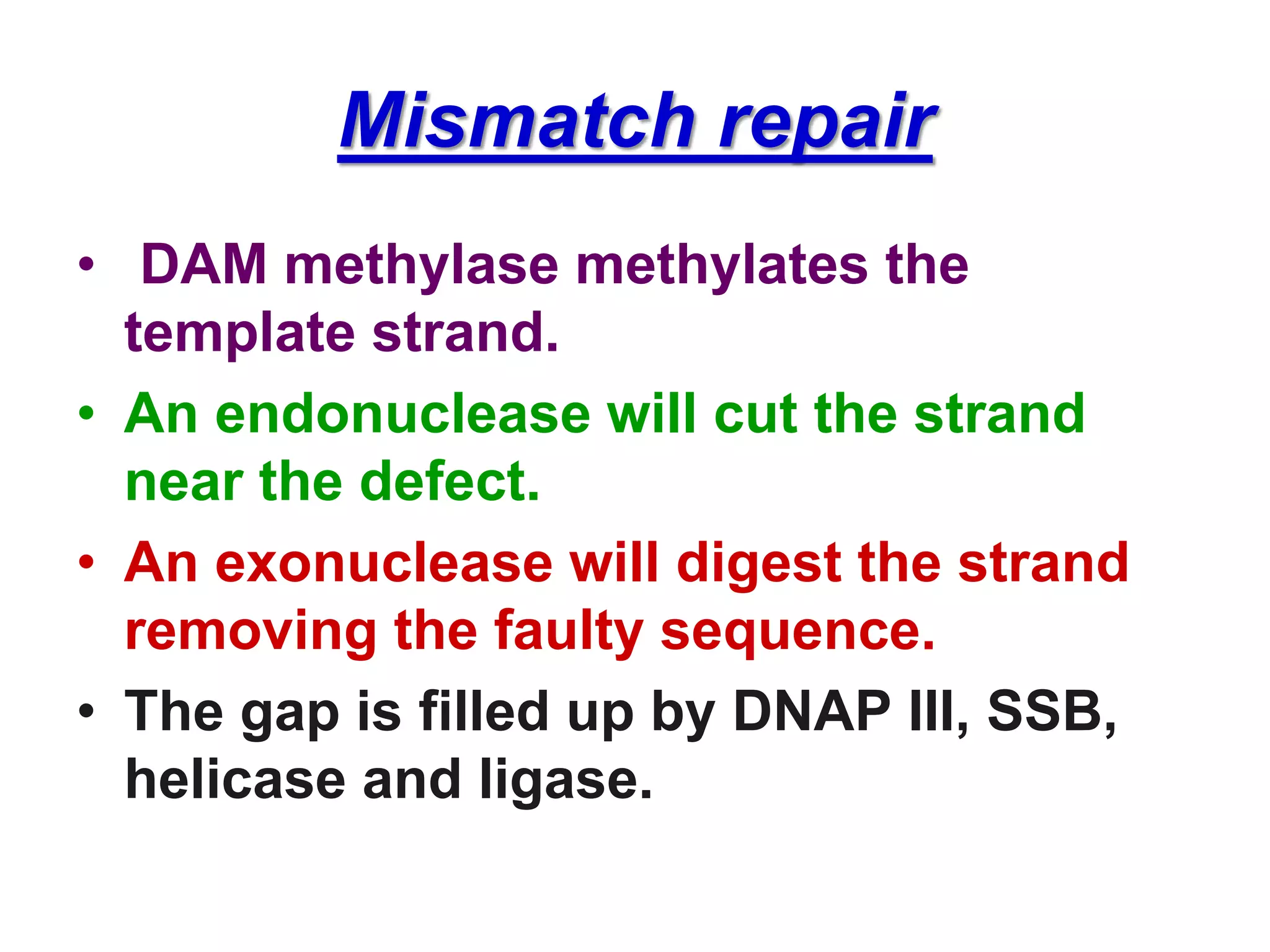 Mismatch repair
• DAM methylase methylates the
template strand.
• An endonuclease will cut the strand
near the defect.
• An exonuclease will digest the strand
removing the faulty sequence.
• The gap is filled up by DNAP III, SSB,
helicase and ligase.
 