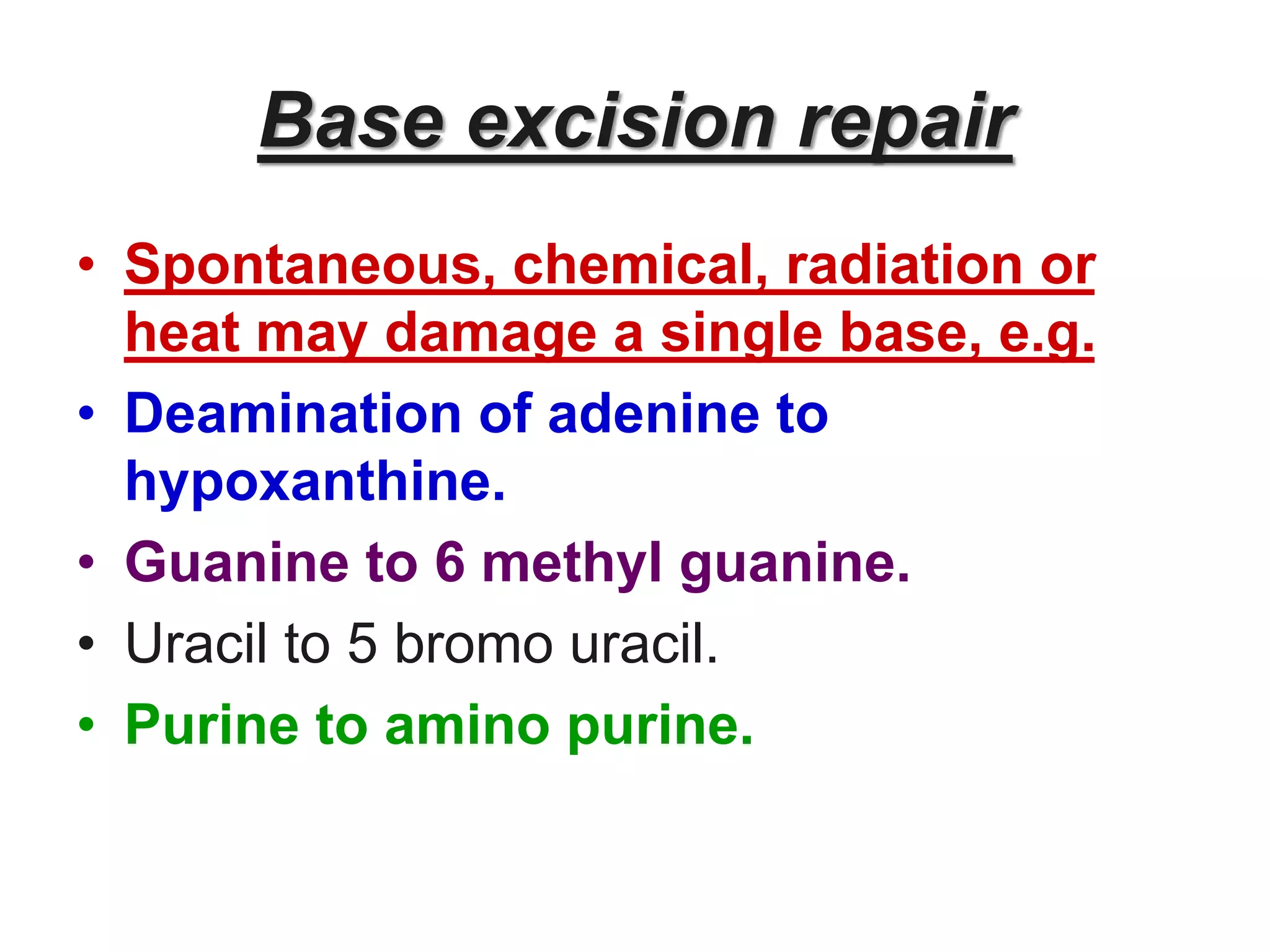 Base excision repair
• Spontaneous, chemical, radiation or
heat may damage a single base, e.g.
• Deamination of adenine to
hypoxanthine.
• Guanine to 6 methyl guanine.
• Uracil to 5 bromo uracil.
• Purine to amino purine.
 