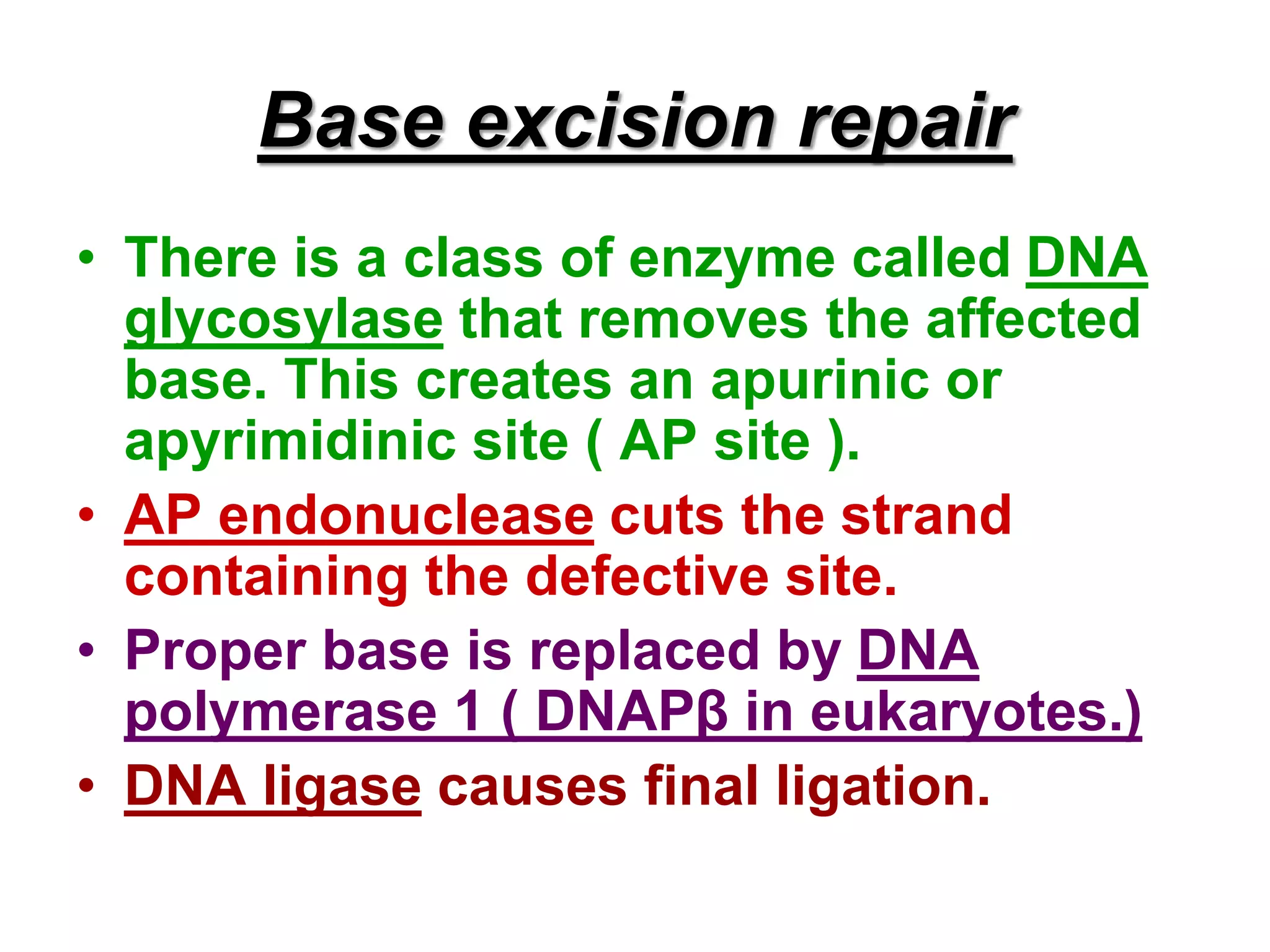 • There is a class of enzyme called DNA
glycosylase that removes the affected
base. This creates an apurinic or
apyrimidinic site ( AP site ).
• AP endonuclease cuts the strand
containing the defective site.
• Proper base is replaced by DNA
polymerase 1 ( DNAPβ in eukaryotes.)
• DNA ligase causes final ligation.
Base excision repair
 
