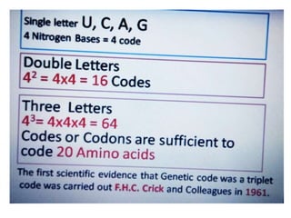 Lecture 2. DNA Repair- Genetic code and mutation.ppt