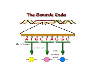 Lecture 2. DNA Repair- Genetic code and mutation.ppt