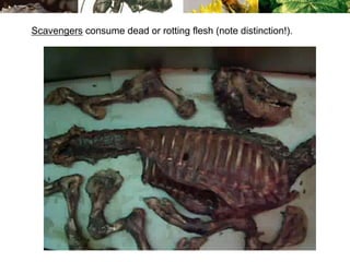 Scavengers consume dead or rotting flesh (note distinction!).
 
