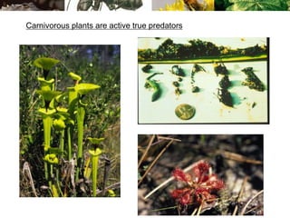 Carnivorous plants are active true predators
 