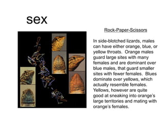 sex
Rock-Paper-Scissors
In side-blotched lizards, males
can have either orange, blue, or
yellow throats. Orange males
guard large sites with many
females and are dominant over
blue males, that guard smaller
sites with fewer females. Blues
dominate over yellows, which
actually resemble females.
Yellows, however are quite
good at sneaking into orange’s
large territories and mating with
orange’s females.
 