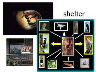 shelter
 