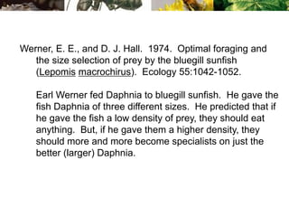 Werner, E. E., and D. J. Hall. 1974. Optimal foraging and
the size selection of prey by the bluegill sunfish
(Lepomis macrochirus). Ecology 55:1042-1052.
Earl Werner fed Daphnia to bluegill sunfish. He gave the
fish Daphnia of three different sizes. He predicted that if
he gave the fish a low density of prey, they should eat
anything. But, if he gave them a higher density, they
should more and more become specialists on just the
better (larger) Daphnia.
 