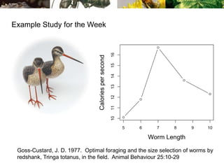 Example Study for the Week
Goss-Custard, J. D. 1977. Optimal foraging and the size selection of worms by
redshank, Tringa totanus, in the field. Animal Behaviour 25:10-29
 