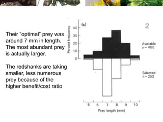 Their “optimal” prey was
around 7 mm in length.
The most abundant prey
is actually larger.
The redshanks are taking
smaller, less numerous
prey because of the
higher benefit/cost ratio
 