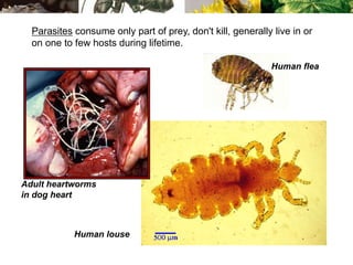 Human louse
Human flea
Adult heartworms
in dog heart
Parasites consume only part of prey, don't kill, generally live in or
on one to few hosts during lifetime.
 