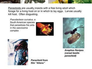 Anaphes flavipes
(cereal beetle
parasitoid)
Pseudacteon curvatus, a
South American species
that parasitizes fire ants
in the saevissima
complex
Parasitoid from
film “Aliens”
Parasitoids are usually insects with a free living adult which
forage for a living host on or in which to lay eggs. Larvae usually
kill host. Often disgusting.
 