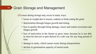 Grain Storage and Management
 Losses during storage may occur in many ways:
 losses in weight due to insects, rodents or birds eating the grain
 deterioration through fungus growth and rotting
 loss in quality through biting damage, insect and rodent excrement and
fungus growth
 loss of motivation in the farmer to grow more, because he is not able
to store his harvest or part thereof in a safe way for any long period of
time
 damage to sacks, which causes waste during transportation
 decline in germination capacity of stored seeds
18
AASTU, Food Eng. Dept.
 