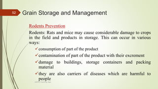 Grain Storage and Management
Rodents Prevention
Rodents: Rats and mice may cause considerable damage to crops
in the field and products in storage. This can occur in various
ways:
consumption of part of the product
contamination of part of the product with their excrement
damage to buildings, storage containers and packing
material
they are also carriers of diseases which are harmful to
people
52
AASTU, Food Eng. Dept.
 