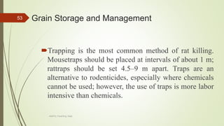 Grain Storage and Management
Trapping is the most common method of rat killing.
Mousetraps should be placed at intervals of about 1 m;
rattraps should be set 4.5–9 m apart. Traps are an
alternative to rodenticides, especially where chemicals
cannot be used; however, the use of traps is more labor
intensive than chemicals.
53
AASTU, Food Eng. Dept.
 