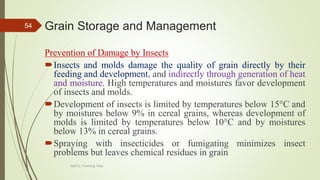 Grain Storage and Management
Prevention of Damage by Insects
Insects and molds damage the quality of grain directly by their
feeding and development, and indirectly through generation of heat
and moisture. High temperatures and moistures favor development
of insects and molds.
Development of insects is limited by temperatures below 15°C and
by moistures below 9% in cereal grains, whereas development of
molds is limited by temperatures below 10°C and by moistures
below 13% in cereal grains.
Spraying with insecticides or fumigating minimizes insect
problems but leaves chemical residues in grain
54
AASTU, Food Eng. Dept.
 