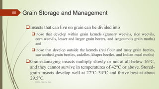Grain Storage and Management
Insects that can live on grain can be divided into
those that develop within grain kernels (granary weevils, rice weevils,
corn weevils, lesser and larger grain borers, and Angoumois grain moths)
and
those that develop outside the kernels (red flour and rusty grain beetles,
sawtoothed grain beetles, cadelles, khapra beetles, and Indian-meal moths)
Grain-damaging insects multiply slowly or not at all below 16°C,
and they cannot survive in temperatures of 42°C or above. Stored-
grain insects develop well at 27°C–34°C and thrive best at about
29.5°C.
55
AASTU, Food Eng. Dept.
 