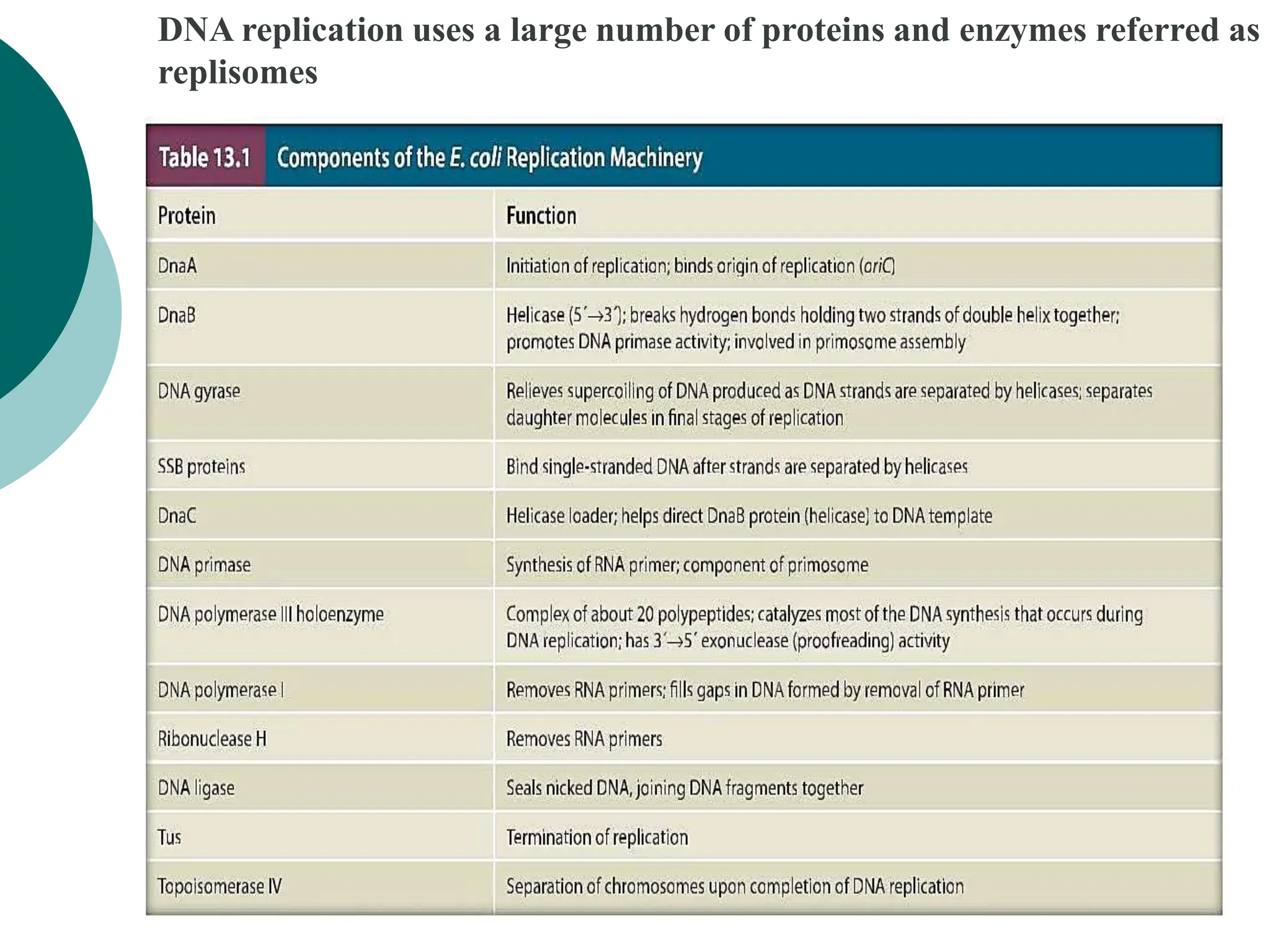 DNA structure and replication with the enzymes involved in repication ...