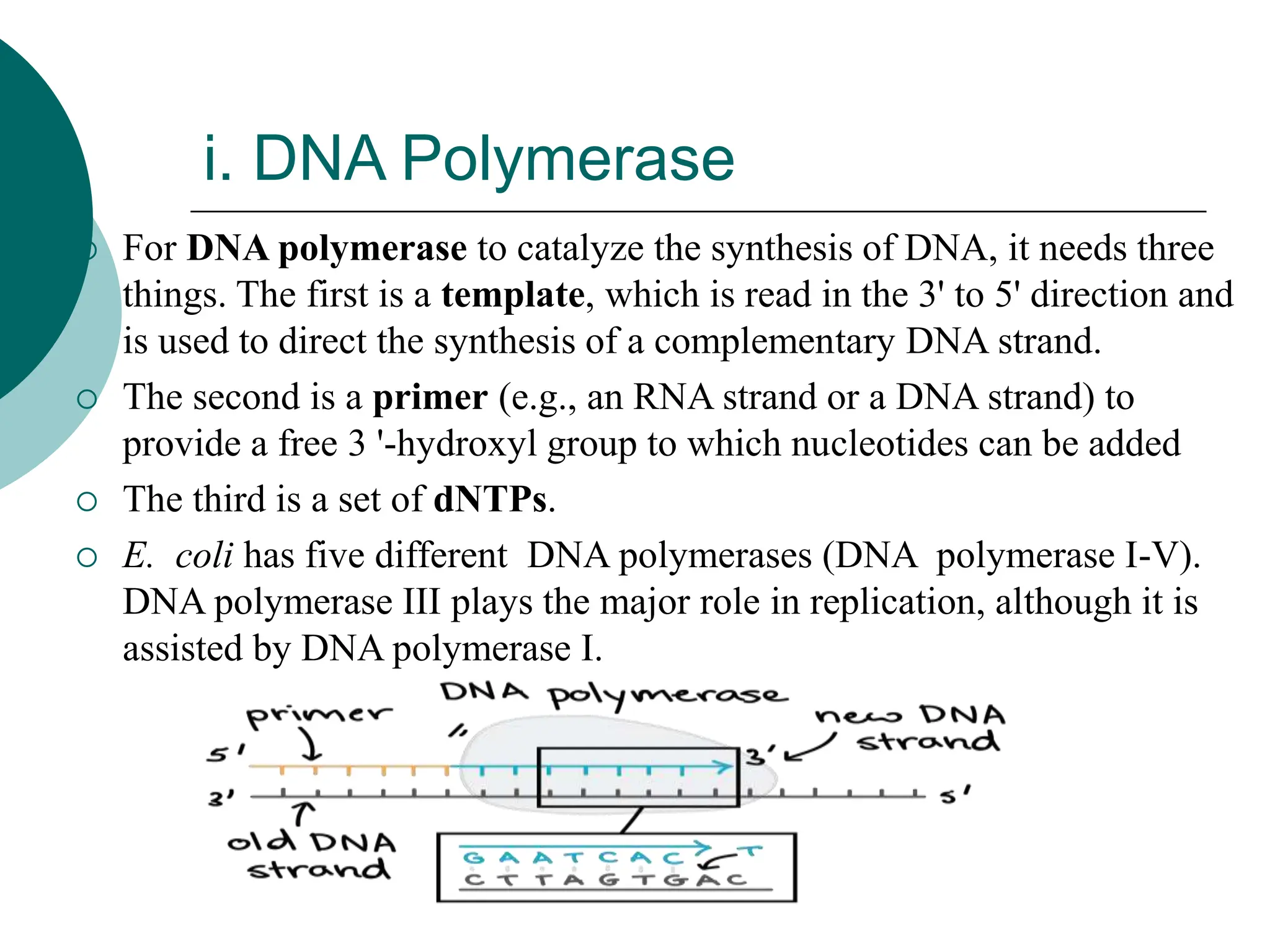 DNA structure and replication with the enzymes involved in repication ...