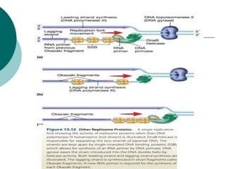 DNA structure and replication with the enzymes involved in repication ...