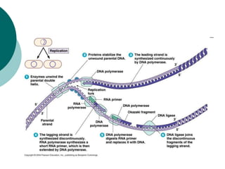 DNA structure and replication with the enzymes involved in repication ...