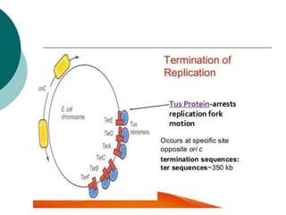 DNA structure and replication with the enzymes involved in repication ...