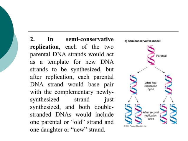 DNA structure and replication with the enzymes involved in repication ...